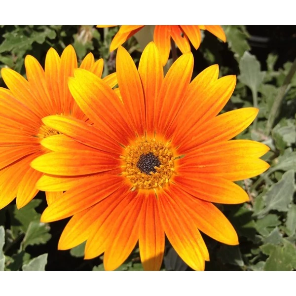 Záporvirág GAZANIA CS8.5