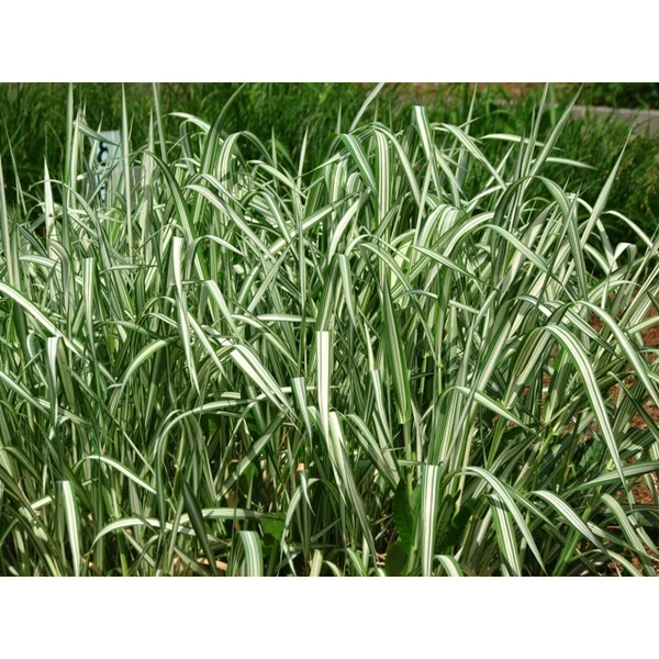 Csíkos pántlikafű PHALARIS ARUNDINACEA PICTA CS15