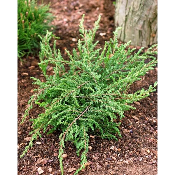 Közönséges boróka   JUNIPERUS COMMUNIS REPANDA 20/25CM K2