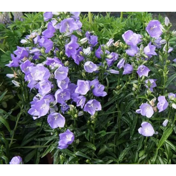 Baracklevelű harangvirág PERSICIFOLIA TAKION BLUE CS14 