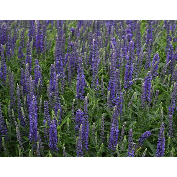 Macskafarkú veronika VERONICA SPICATA MOODY BLAU MAUVE CS15