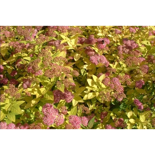 Japán gyöngyvessző   SPIRAEA JAPONICA GOLDFLAME K2
