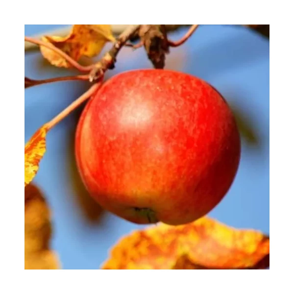 Sándor cár alma MALUS DOMESTICA SÁNDOR CÁR K10-12