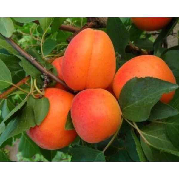 Magyar kajszi PRUNUS ARMENIACA MAGYAR C235 K10-12