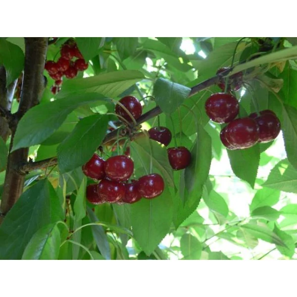 Érdi nagygyümölcsű meggy PRUNUS CERASUS ÉRDI NAGYGYÜMÖLCSŰ K10-12
