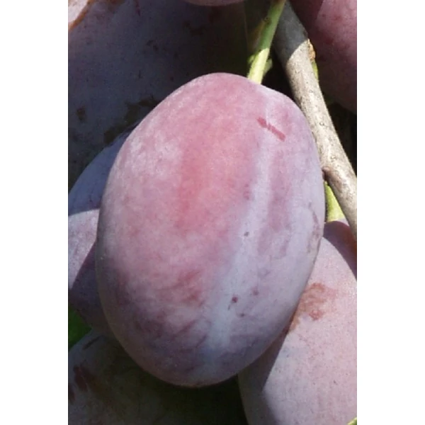 Cacanska rodna szilva PRUNUS DOMESTICA CACANSKA RODNA K10