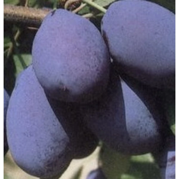 Stanley szilva PRUNUS DOMESTICA STANLEY K10-12