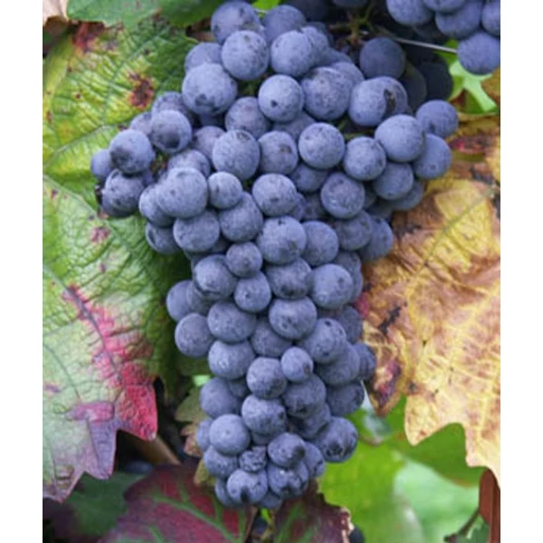 Blauburger borszőlő VITIS VINIFERA BLAUBURGER (BOR, VÖRÖS) KONTÉNERES
