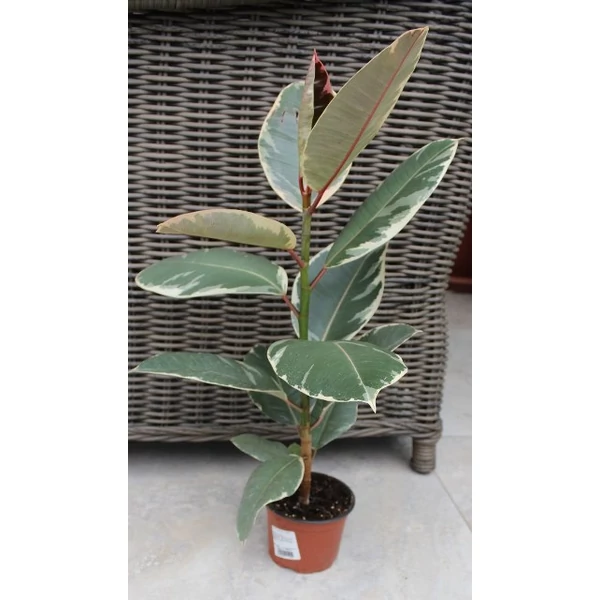 Nagylevelű fikusz FICUS ELASTICA TINEKE CS12