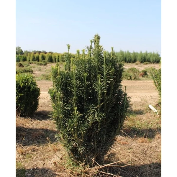 Mandzsu áltiszafa CEPHALOTAXUS HARRINGTONIA FASTIGIATA 40/60*