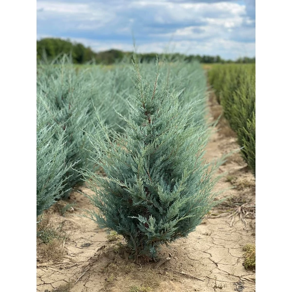 Oregoni boróka JUNIPERUS SCOPULORUM MOONGLOW 80/100*