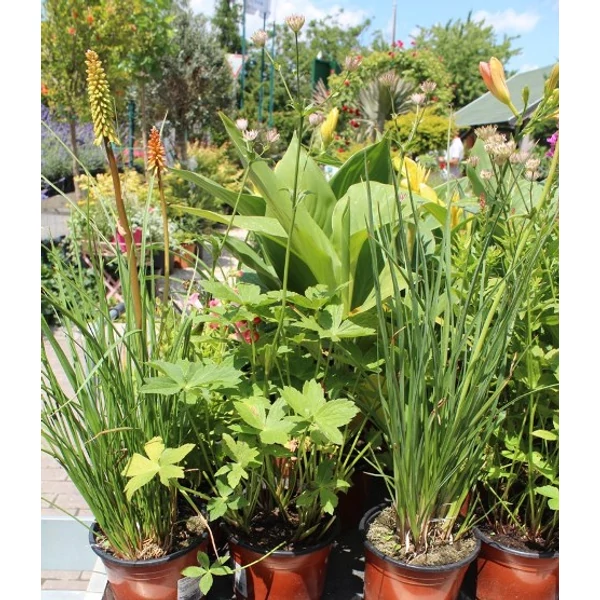 Völgycsillag ASTRANTIA  MAJOR BURGUNDY MANOR CS14