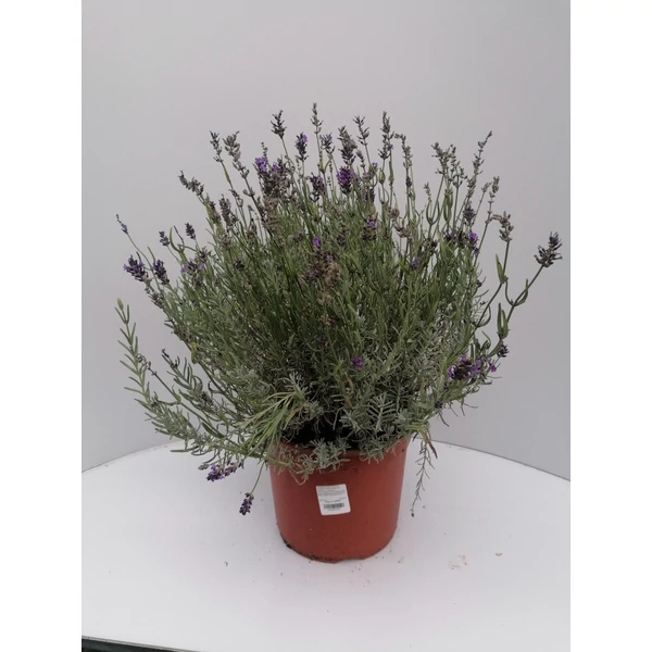 Levendula LAVANDULA ANGUSTIFOLIA ESSENCE PURPLE 40/55 K5