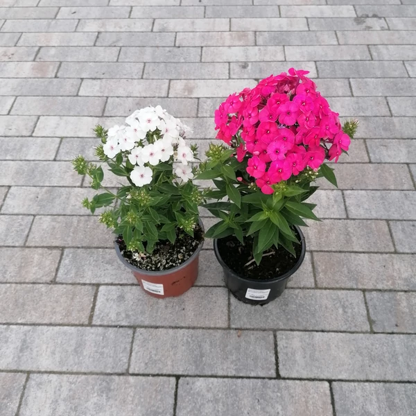 Bugás lángvirág PHLOX PANICULATA K1,5