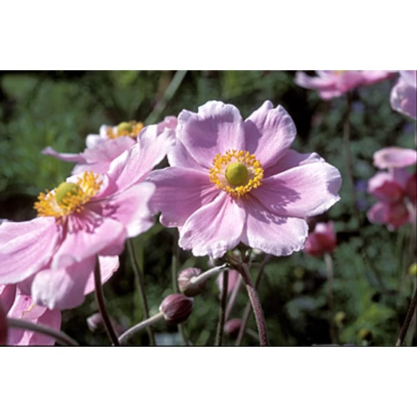 Szellőrózsa KÖNIQIN CHARLOTTE CS14  