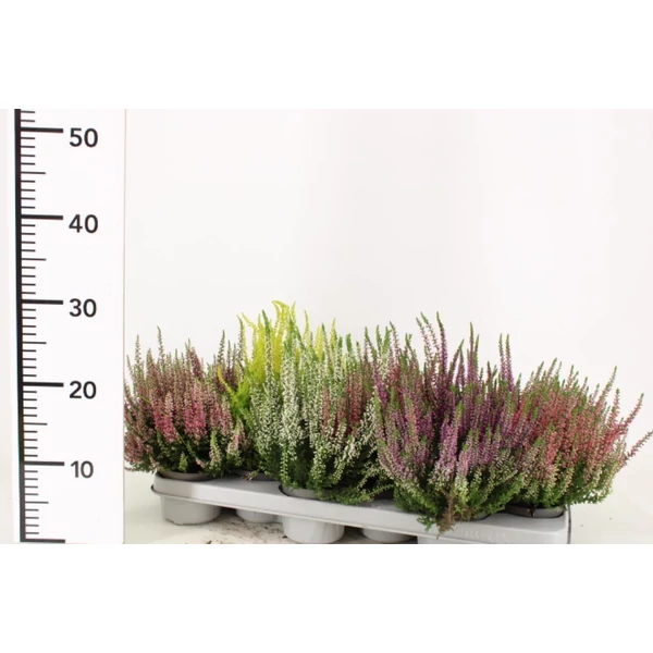 Csarab    CALLUNA VULGARIS BEAUTY LADIES 15/20 CS9,5