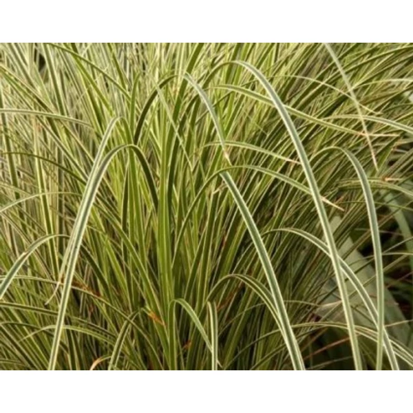 Örökzöld sás BRUNNEA VARIEGATA 25/30 K2 