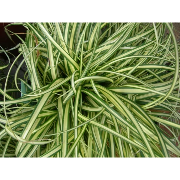 Madárlábú sás CAREX OSHIMENSIS EVERGOLD CS14