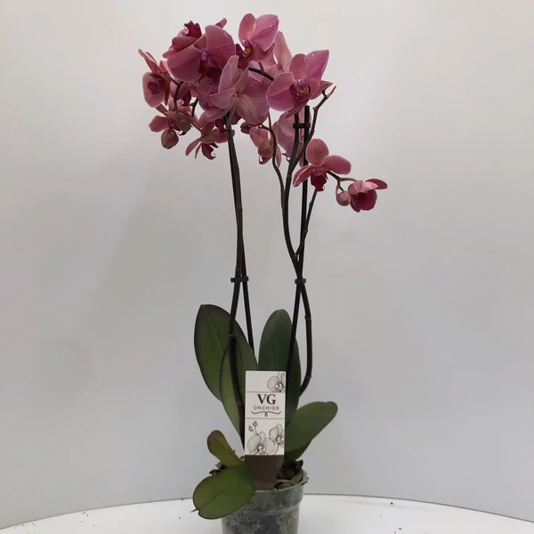 Lepkeorchidea PHALAENOPSIS 2 ÁGAS CS12