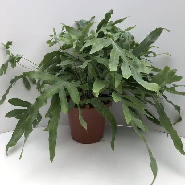 Kéklevelű páfrány PHLEBODIUM AUREUM BLUE STAR CS20