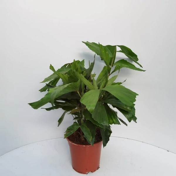 Halfarok pálma CARYOTA MITIS CS21