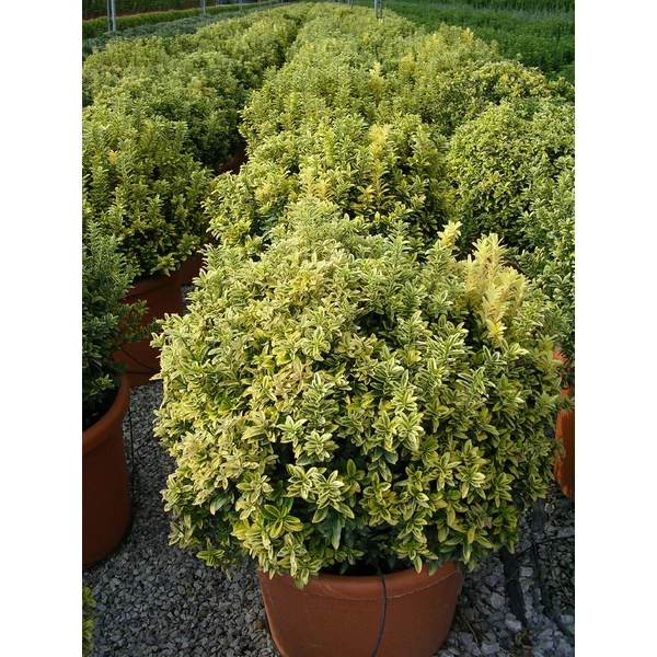Kutyatej EUPHORBIA MARTINI ASCOT PETITE CS15