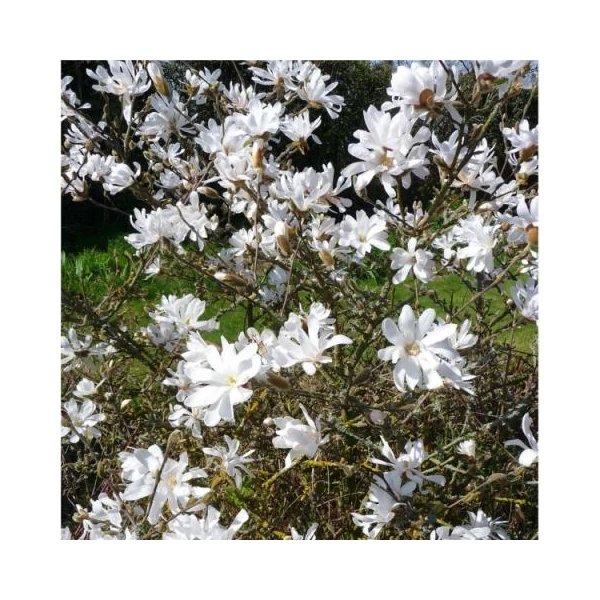 Csillagvirágú liliomfa   MAGNOLIA STELLATA T200 8/10 K45