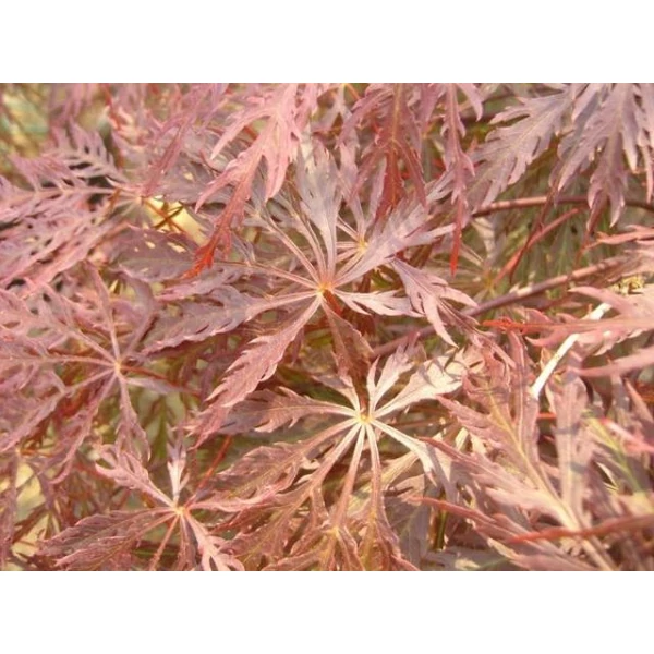 Szeldelt levelű japán juhar ACER PALMATUM DISSECTUM INABA-SHIDARE 150/200 K375