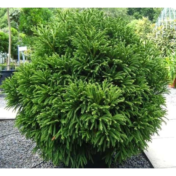 Törpe japán szugifenyő  CRYPTOMERIA JAPONICA GLOBOSA NANA 40/60 K12