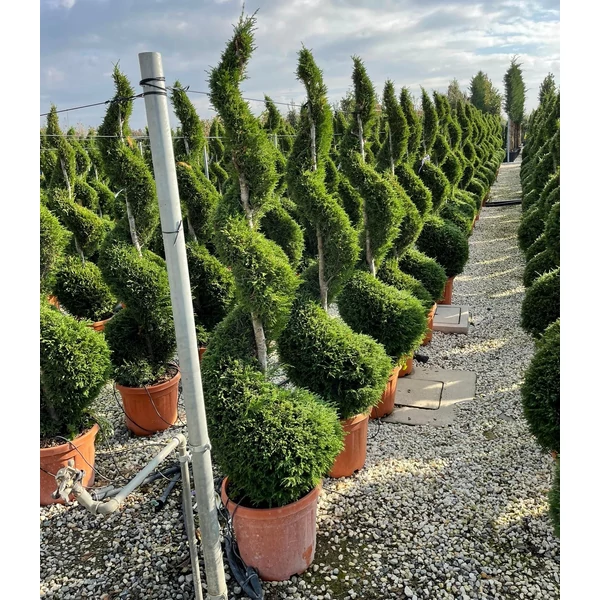 Leyland ciprus   CUPRESSOCYPARIS LEYLANDII SPIRÁL 170/180 K35