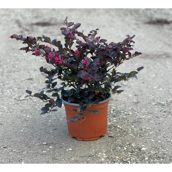 Kínai rojtosvirág   LOROPETALUM CHINENSE BLACK PEARL K3