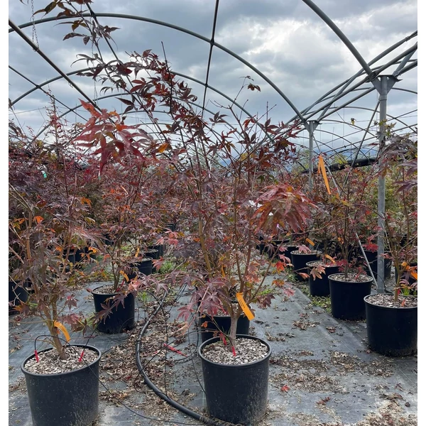 Japán juhar   ACER PALMATUM OSAKAZUKI 100/125 K18