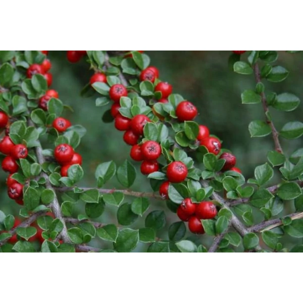 Aprólevelű madárbirs   COTONEASTER MICROPHYLLUS STREIB'S FINDLING T1/2 K15