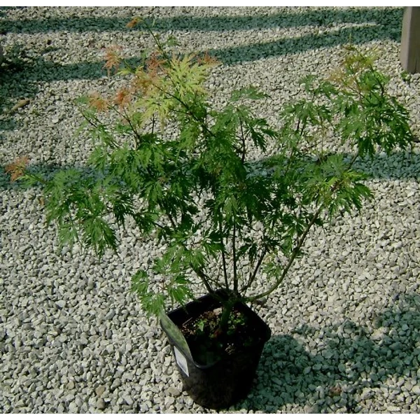 Japán juhar   ACER PALMATUM FAJTÁK 40/50 K3