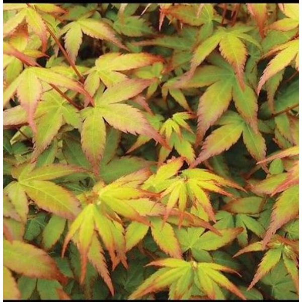 Japán juhar   ACER PALMATUM LITTLE PRINCESS 50/60 K7,5