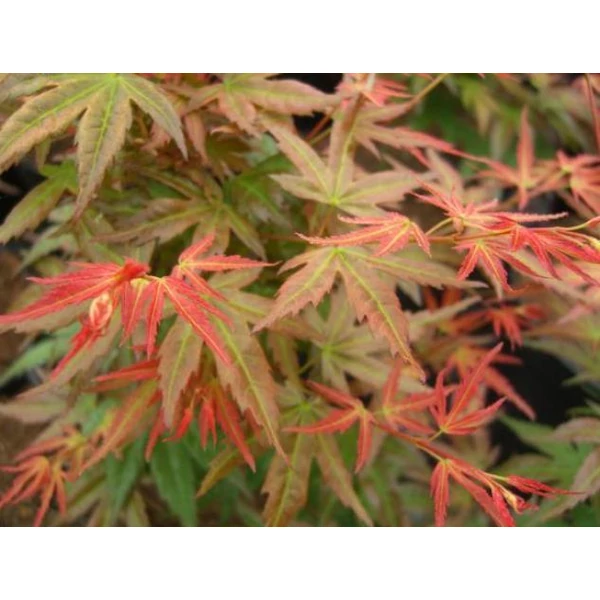 Japán juhar   ACER PALMATUM WILSONS PINK DWARF 55CM K3