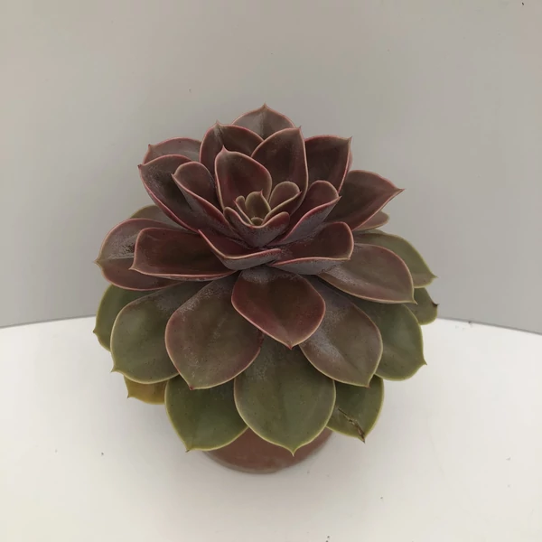 Fás kövirózsa ECHEVERIA KERÁMIÁBAN CS15