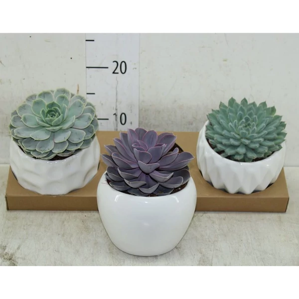 Fás kövirózsa ECHEVERIA KERÁMIÁBAN CS15