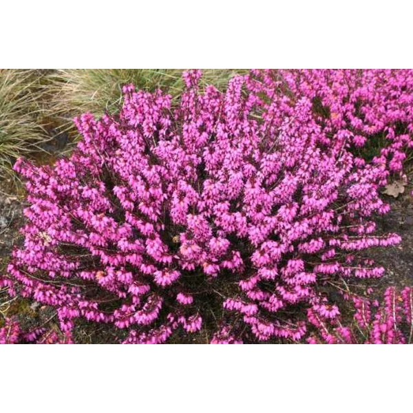 Alpesi hanga   ERICA CARNEA FAJTÁK 25 CM CS13