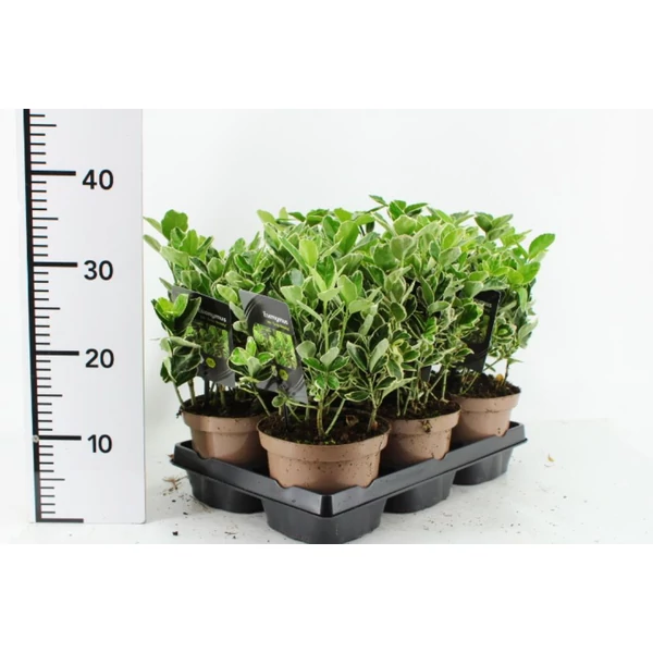 Japán kecskerágó   EUONYMUS JAPONICUS GRAY BEAUTY 20/25 CS15