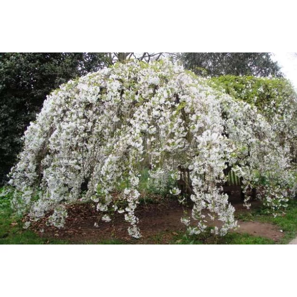 Jedoi díszcseresznye   PRUNUS YEDOENSIS IVENSII T60 CS19