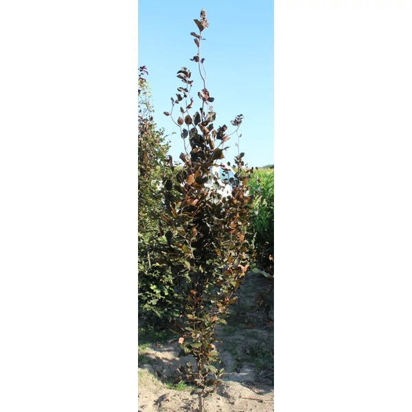 Vérbükk    FAGUS SYLVATICA ATROPURPUREA 60/80 K2
