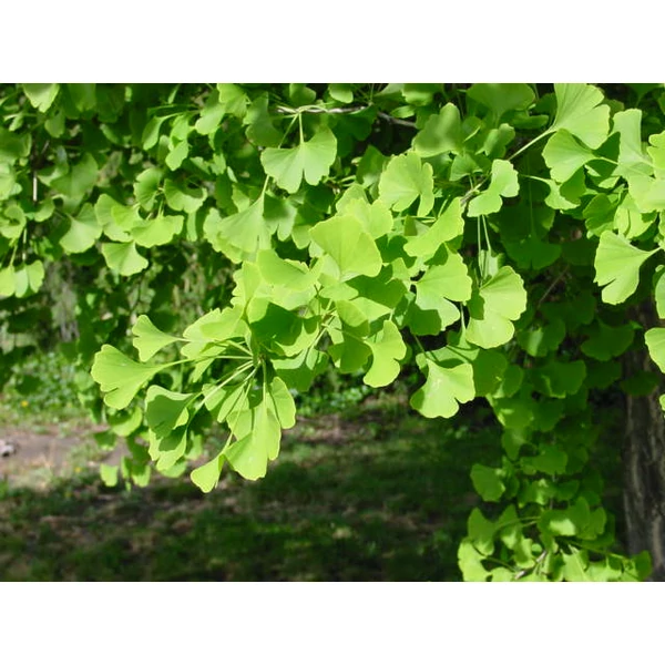 Gömb páfrányfenyő   GINKGO BILOBA GLOBOSA T150 6/8 K18