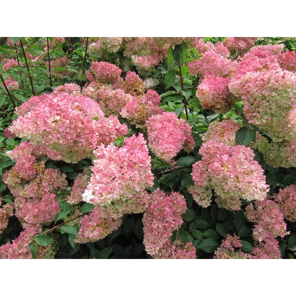 Bugás hortenzia   HYDRANGEA PANICULATA SUNDAE-FRAISE T100 K6