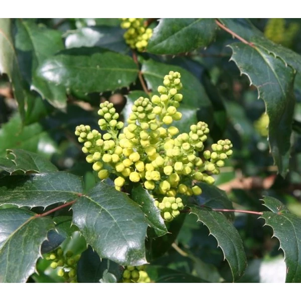 Mahónia    MAHONIA WAGNERI PINNACLE K2