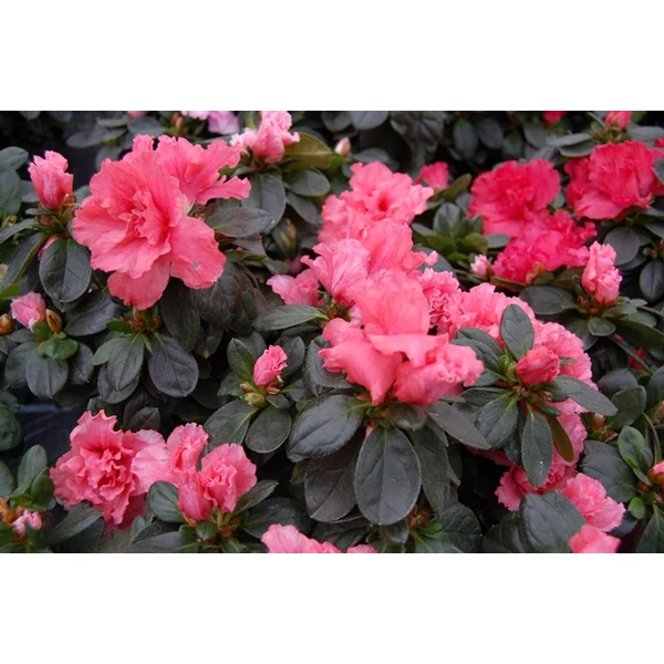Japán azálea AZALEA 
