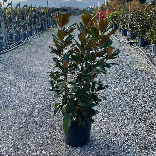 Örökzöld liliomfa   MAGNOLIA GRANDIFLORA GALLISSONIENSIS PRAECOX 100/125 K18