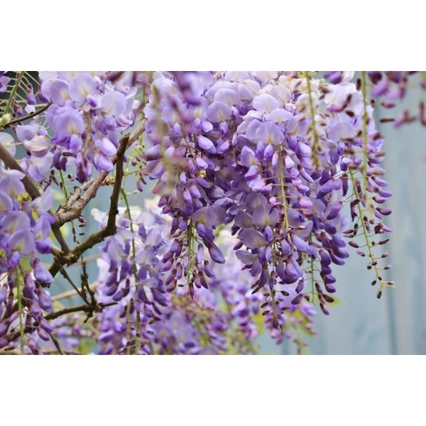Lilaakác    WISTERIA SINENSIS PROLIFIC 150/175 K5,5