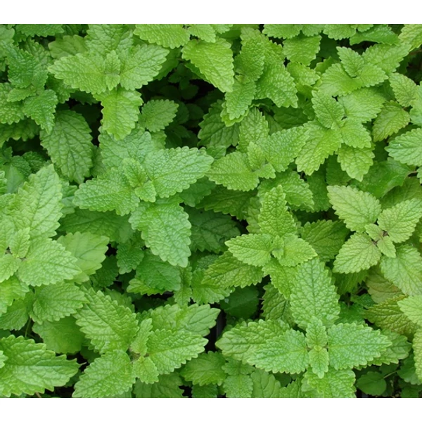 Citromfű FŰSZERNÖVÉNY - MELISSA OFFICINALIS K3