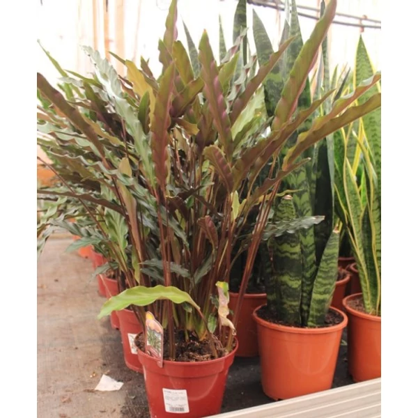 Sáfrányos zebralevél CALATHEA ORBIFOLIA CS24